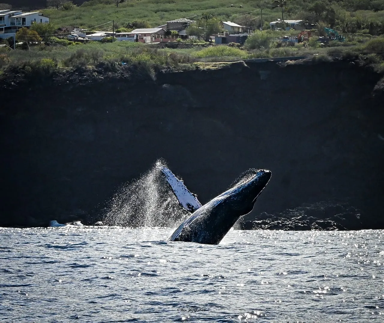 Baleine Globice 7 aout
