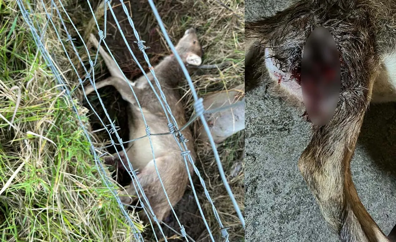 biche Saint-Leu : une biche retrouvée morte dans l'élevage de Laurent Ferrère