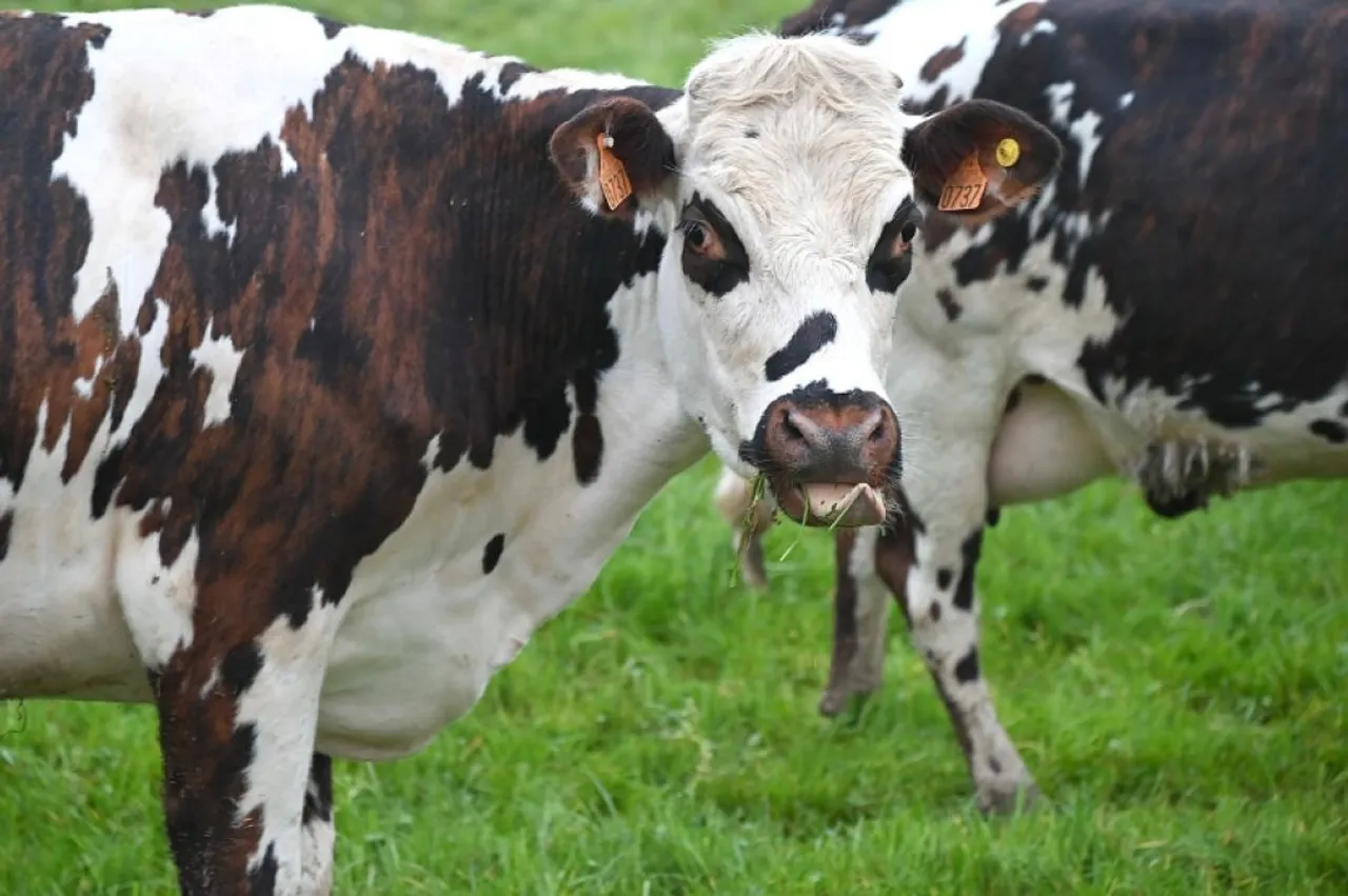 vache bovin