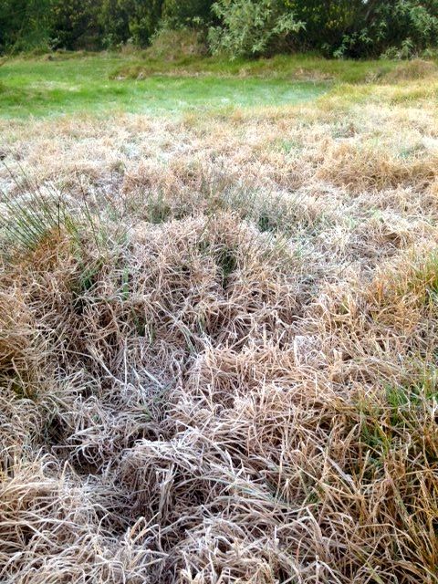 Réveil givré ce matin à la Plaine des Cafres