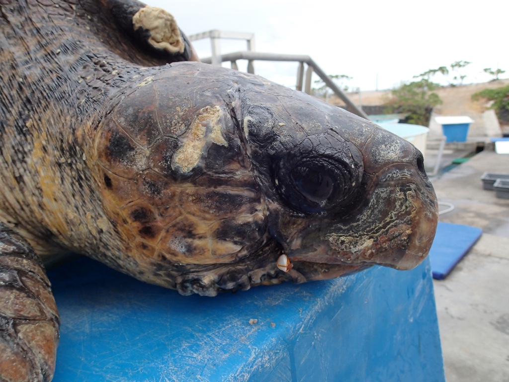 Une tortue piégée dans un filet depuis des mois recueillie par Kelonia