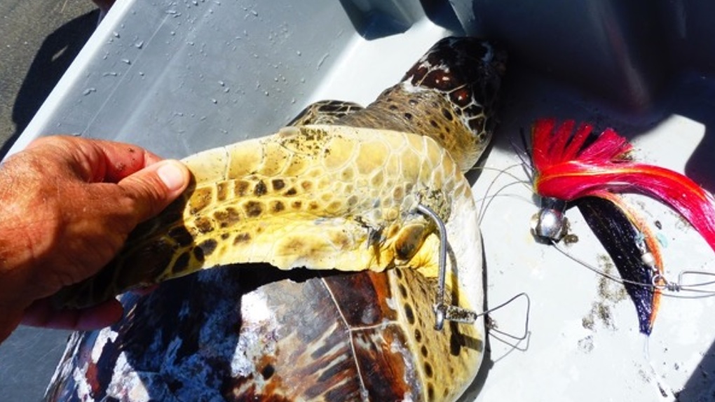 Etang-Salé: Le cadavre d'une jeune tortue verte découvert sur la plage