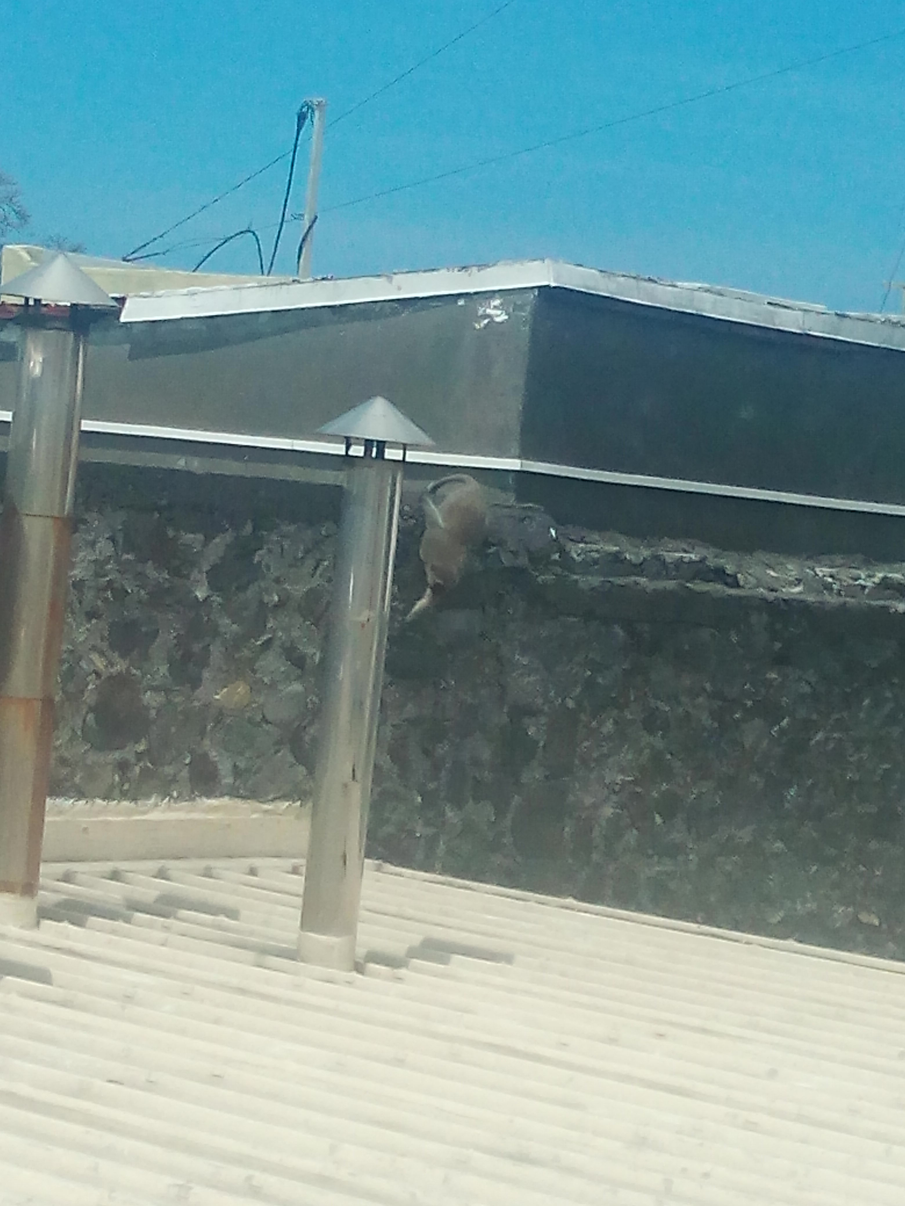 [Insolite] Un singe en ville du Port