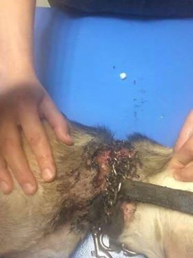 Etang-Salé: Une jeune chienne retrouvée avec des chaines et un collier étrangleur incrustés dans ses chairs