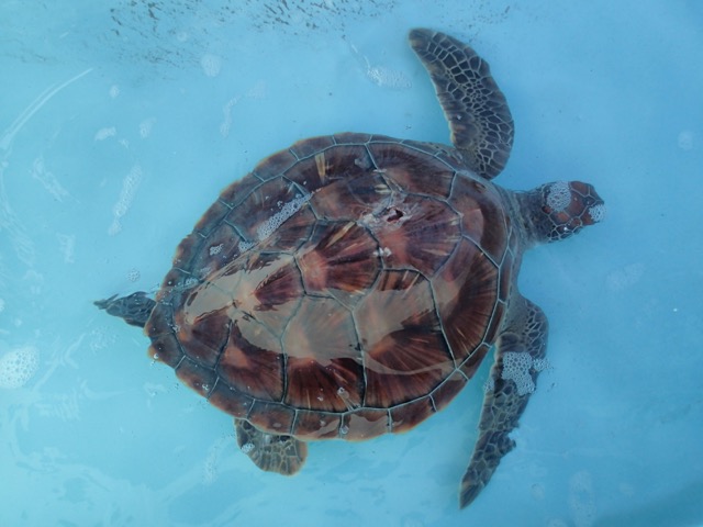 St-Pierre: Une tortue verte retrouvée blessée à Grands-Bois