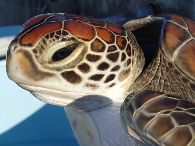 St-Pierre: Une tortue verte retrouvée blessée à Grands-Bois