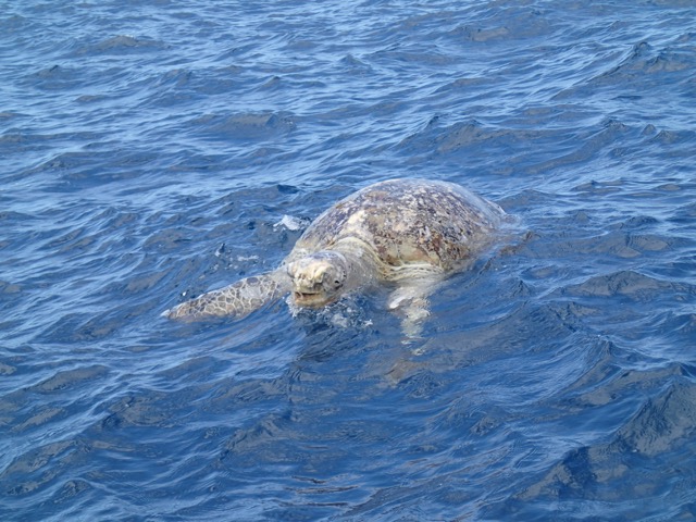 Grand-Bois: Une tortue tuée probablement par un requin