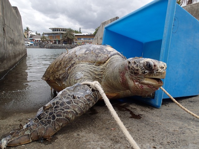 Grand-Bois: Une tortue tuée probablement par un requin