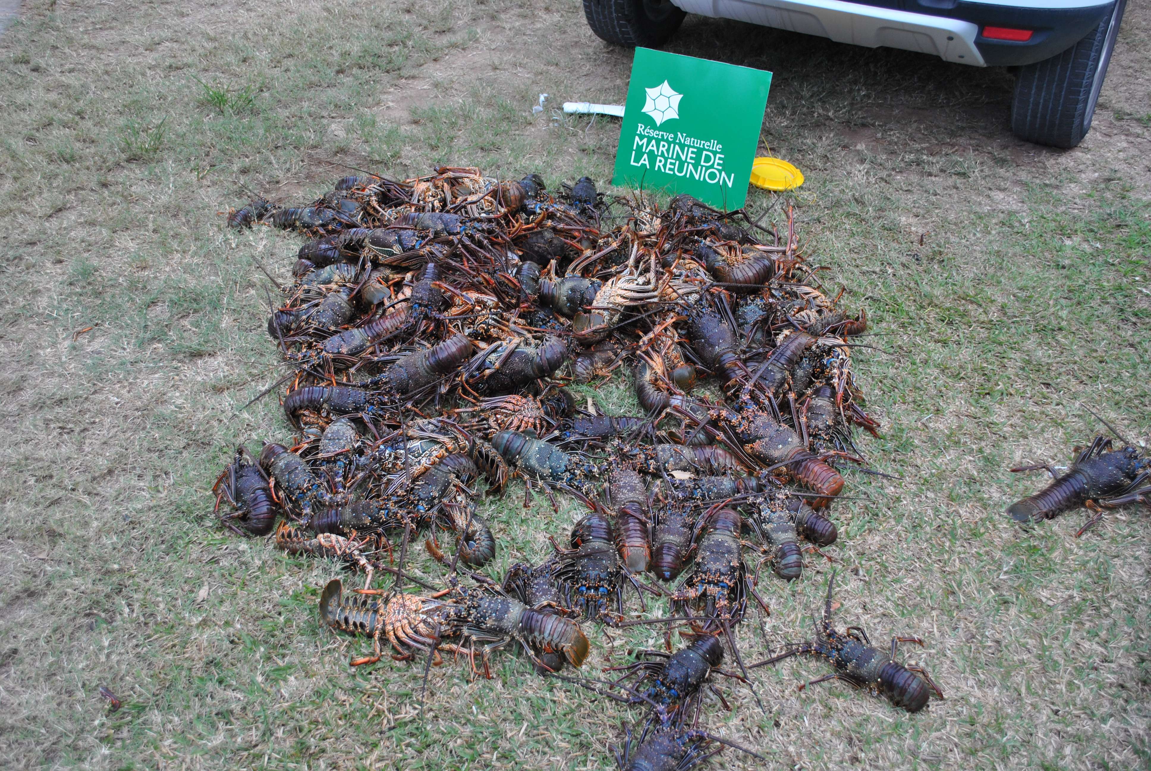 Etang-Salé : Saisie exceptionnelle de 80kg de langoustes braconnées