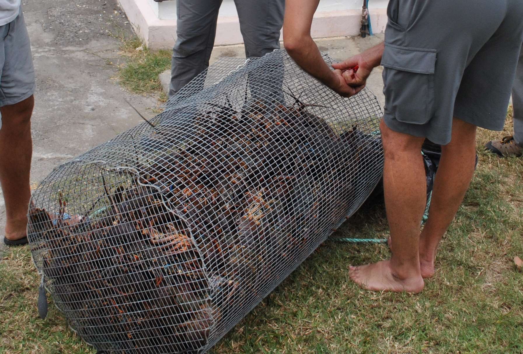 Etang-Salé : Saisie exceptionnelle de 80kg de langoustes braconnées