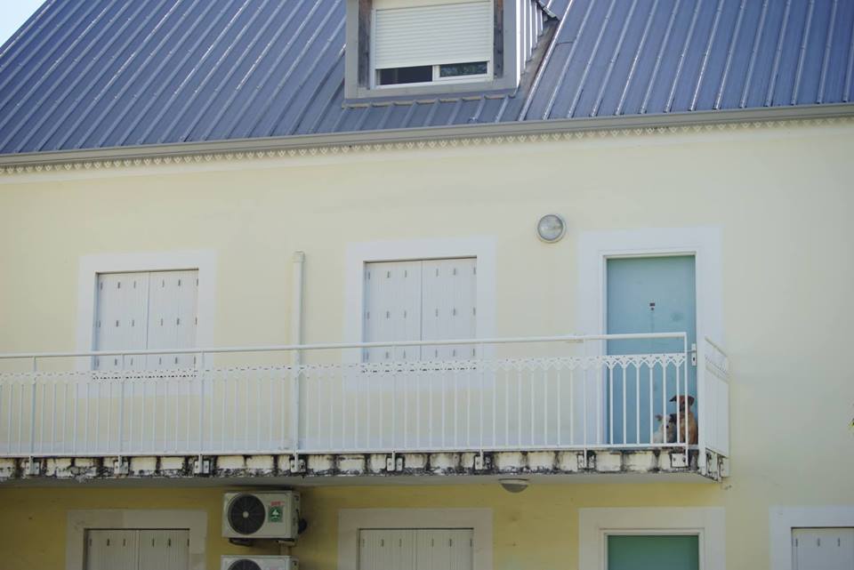 Saint-Denis: Des chiens abandonnés campent devant chez eux depuis cinq jours