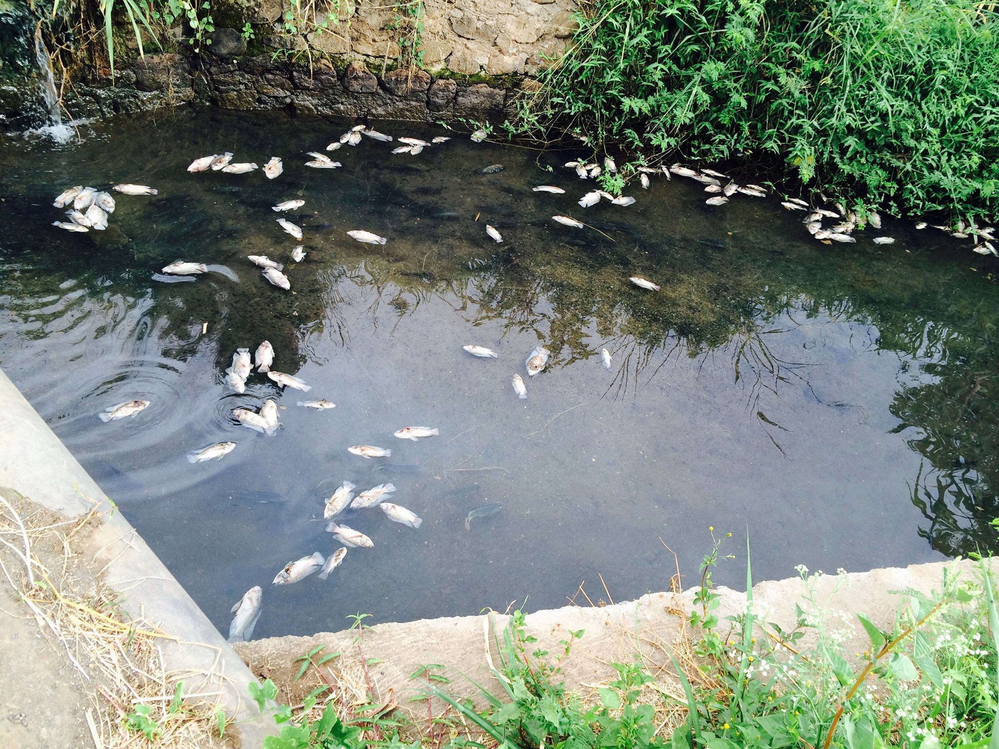 St-Louis: Des poissons morts dans un canal près de l'usine du Gol