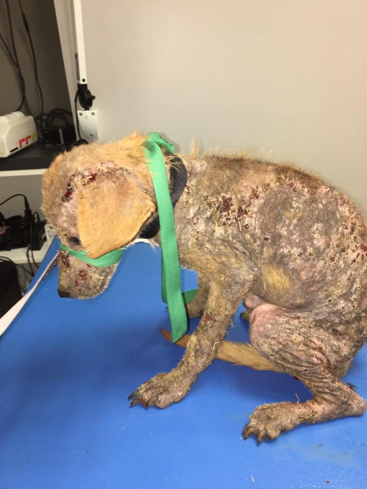 [Images chocs] Ce jeune chien errait dans St-Paul, souffrant d'une infection sur tout le corps