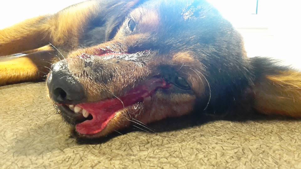 Un chien massacré à coups de sabre