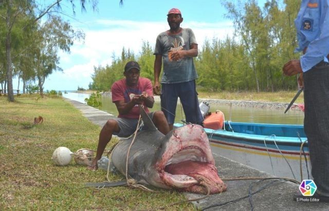 Rodrigues: Un pêcheur capture un requin tigre portant 27 petits