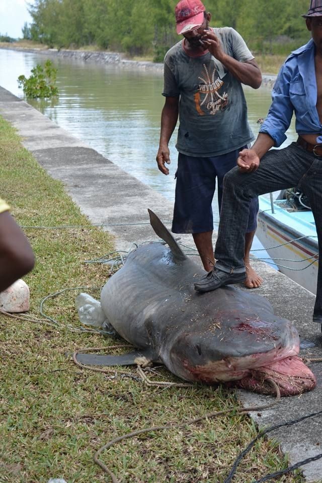 Rodrigues: Un pêcheur capture un requin tigre portant 27 petits