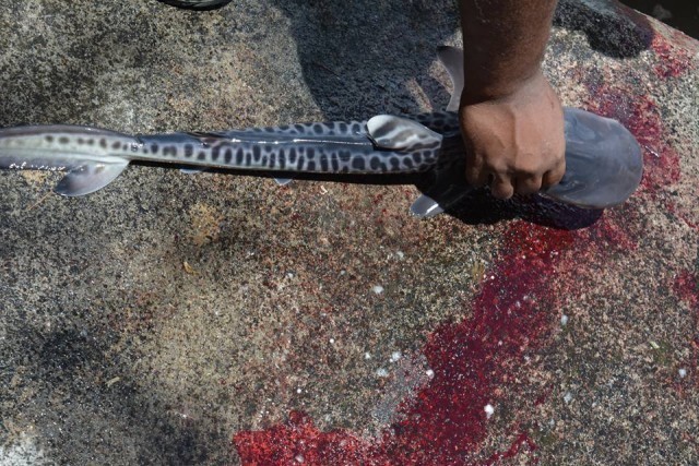 Rodrigues: Un pêcheur capture un requin tigre portant 27 petits