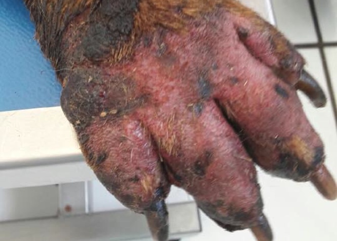 Plaine des Palmistes: Burny, molosse de 5 ans, retrouvé grièvement brûlé