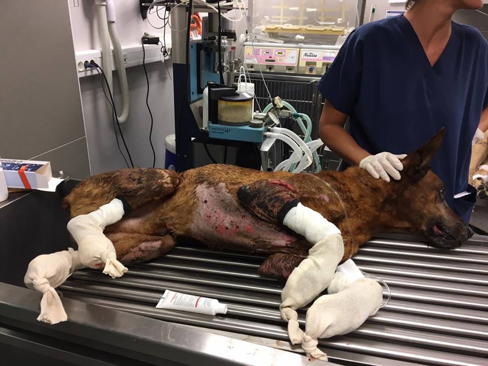 Le chien Burny dans un état grave