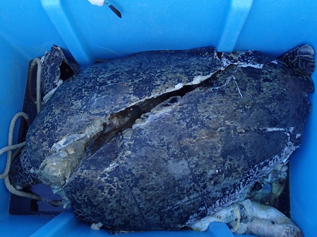 Kelonia découvre une tortue littéralement coupée en deux par une hélice