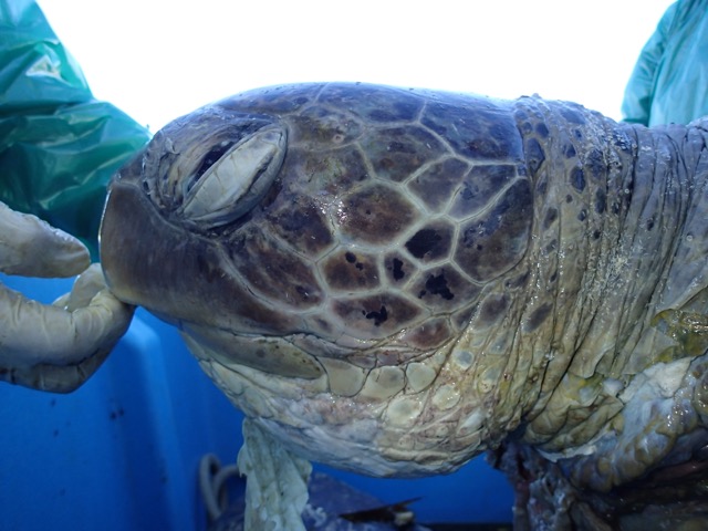 Kelonia découvre une tortue littéralement coupée en deux par une hélice