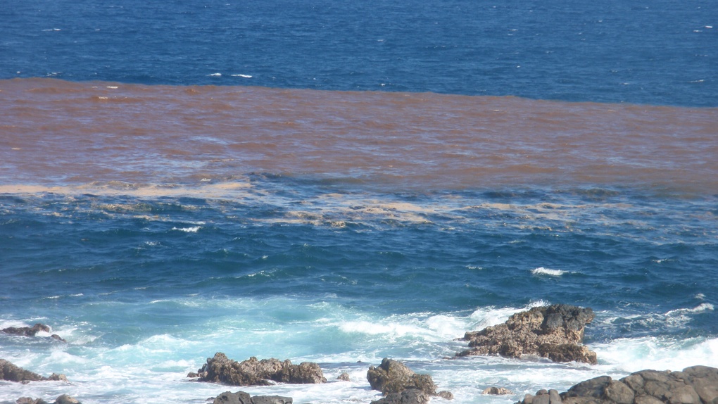 Une importante coulée de boue et des poissons morts observés sur le littoral Saint-Leusien