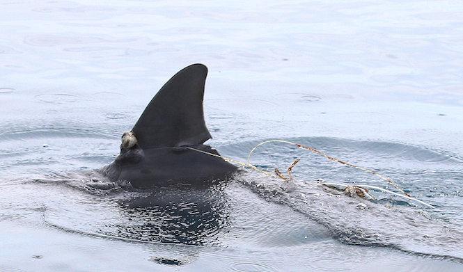 Deux dauphins photographiés les nageoires sévèrement entaillées