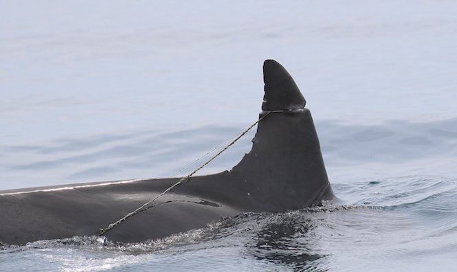 Deux dauphins photographiés les nageoires sévèrement entaillées
