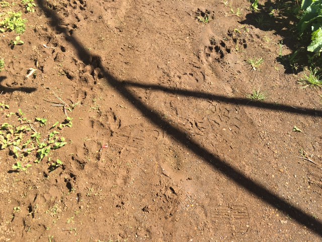 [Photos] Ste-Marie : 120 oies tuées par des chiens errants
