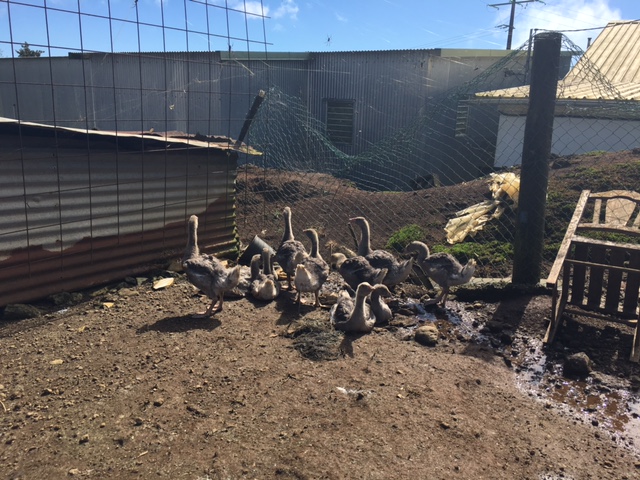 [Photos] Ste-Marie : 120 oies tuées par des chiens errants