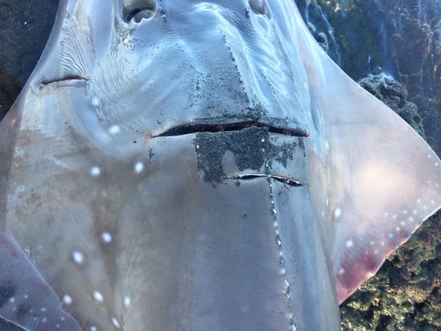 Un requin-guitare retrouvé échoué à l'Etang-Salé