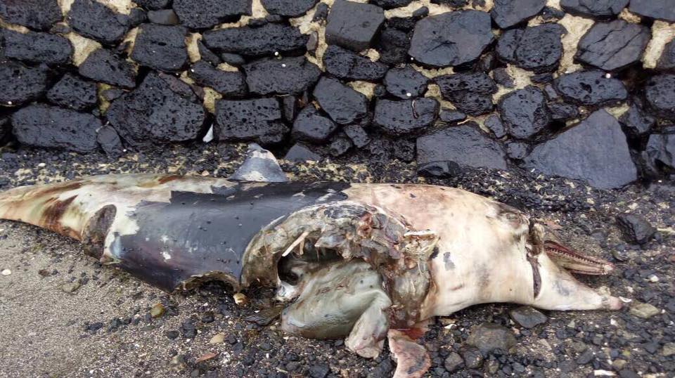 Risque requins : Des fermes aquacoles font polémique à Maurice