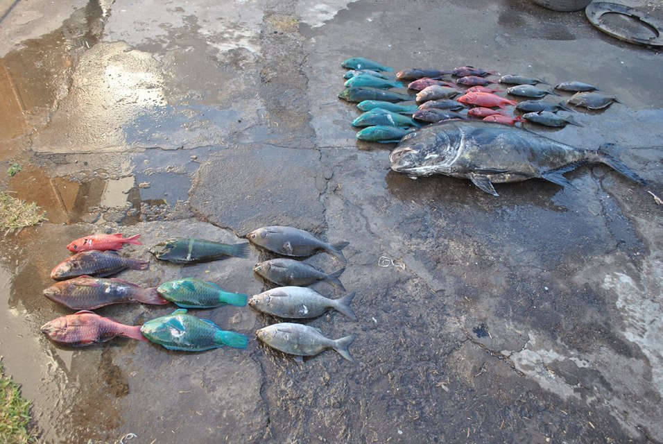Pêche dans la Réserve Marine: 2 pêcheurs interpellés, 51 kg de poissons saisis