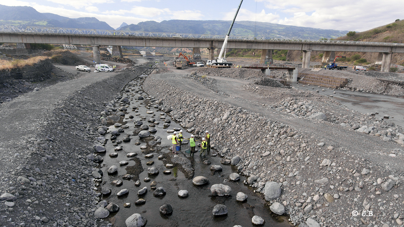 Pont de la Rivière des Galets : sauvegarde de la faune aquatique