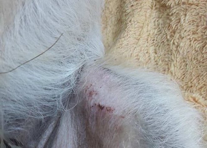 St-André : Il passe ses nerfs sur un chiot de 4 mois