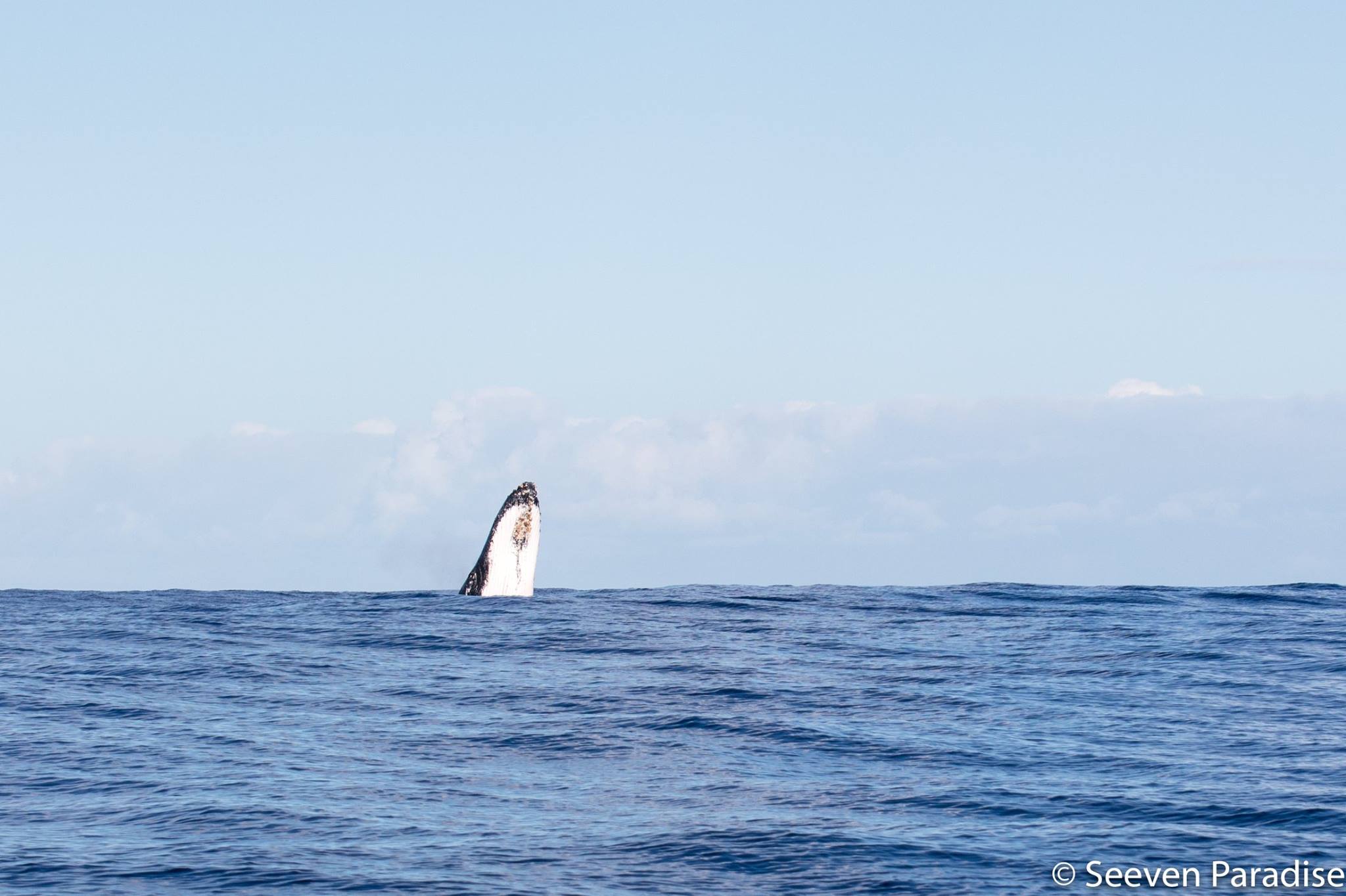 Une baleine à bosse aperçue au large de Saint-Gilles