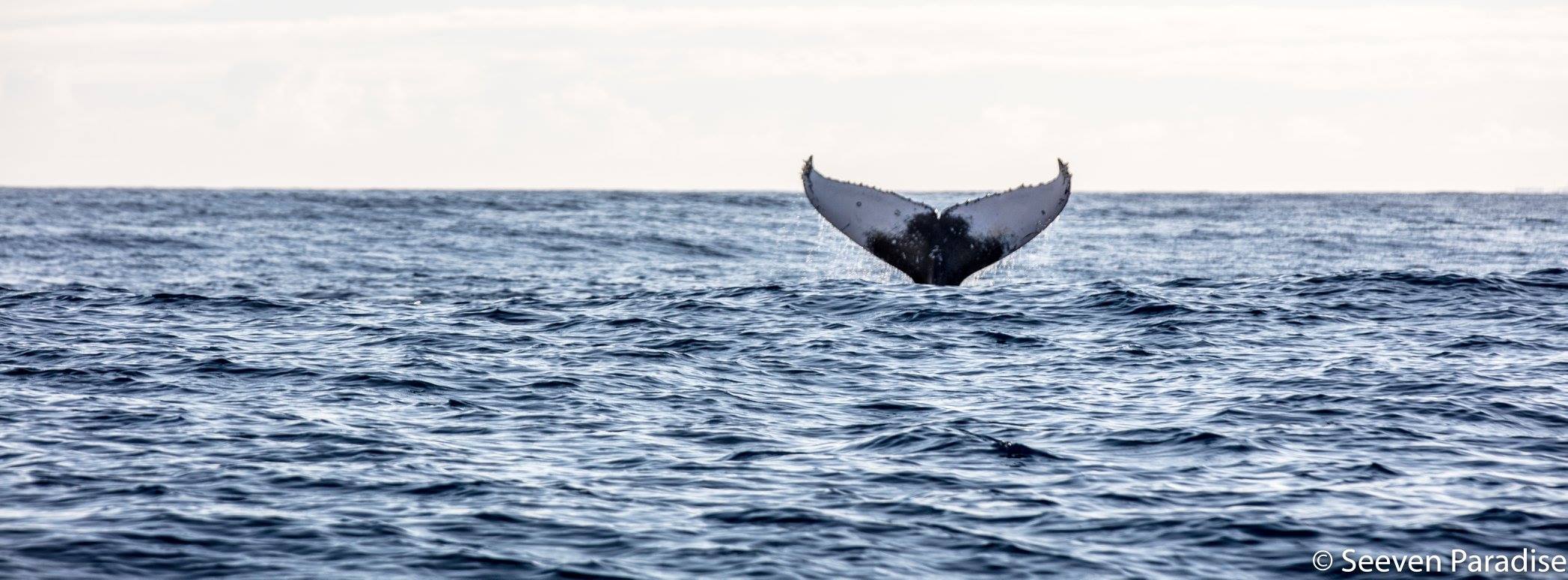 Une baleine à bosse aperçue au large de Saint-Gilles