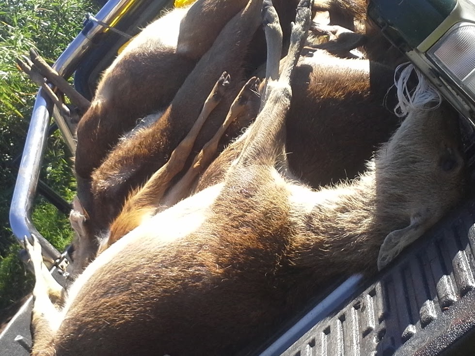 Plaine des Cafres : 52 biches et faons tués par des meutes de chiens
