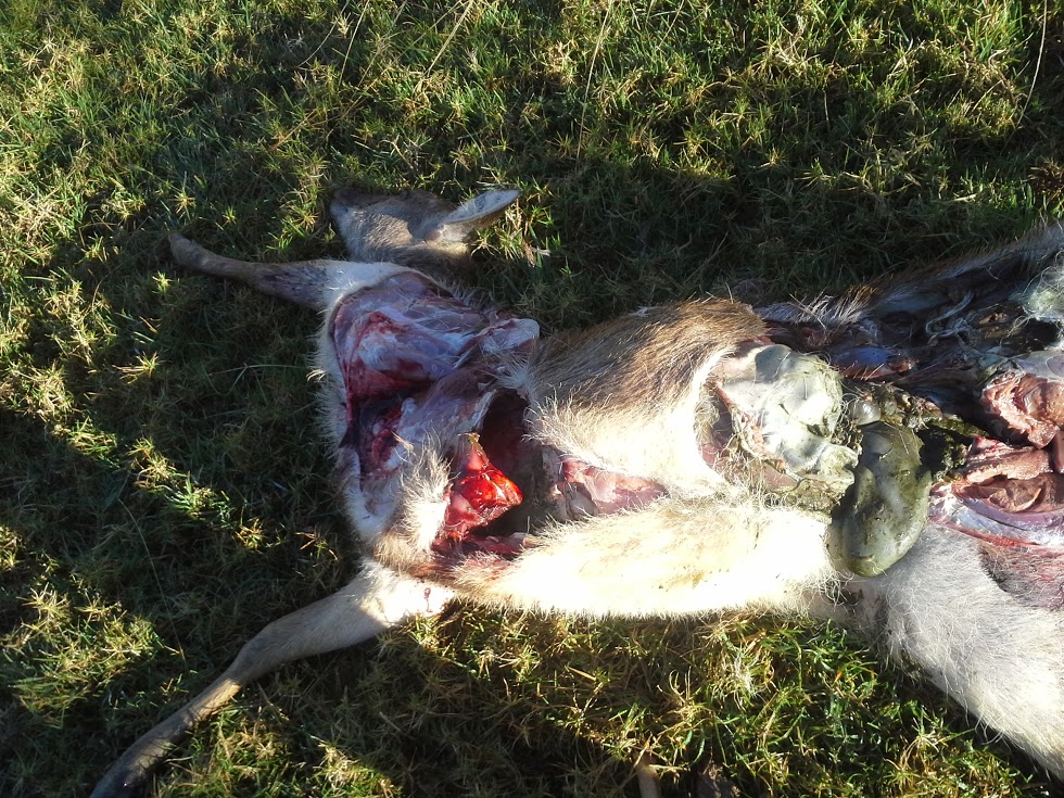 Plaine des Cafres : 52 biches et faons tués par des meutes de chiens