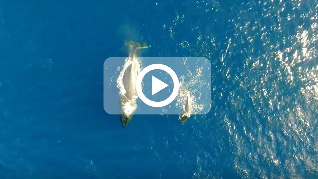St-Leu : Les sauts d'un baleineau filmés par un drone