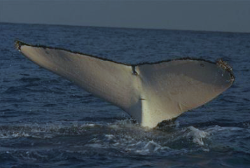 Participez au programme scientifique de photo-identification des baleines a? bosse