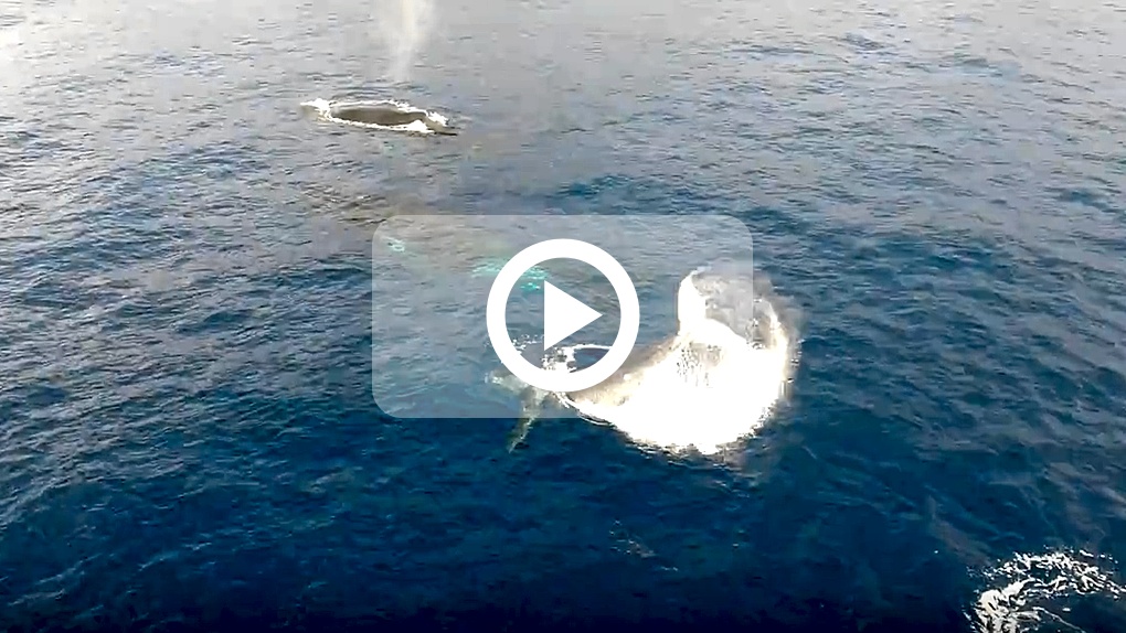Le Port : Ballet aquatique de deux baleines et d'un baleineau filmé par un drone