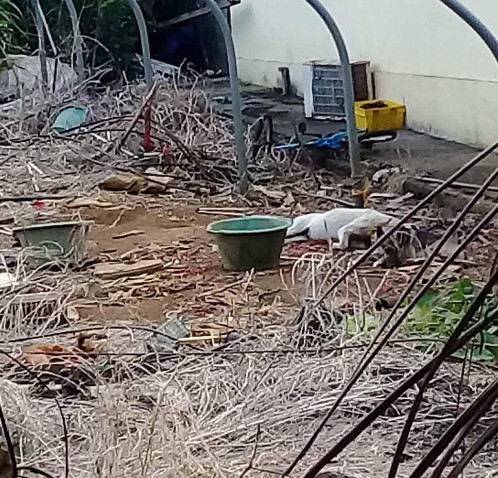 St-André: Une dizaine de chiens laissés pour mort dans une cour