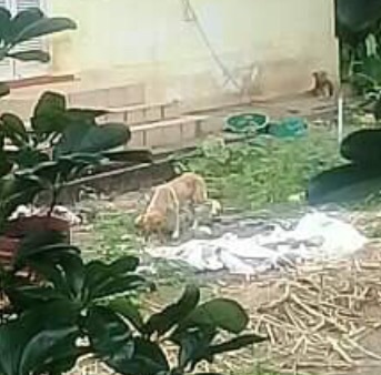 St-André: Une dizaine de chiens laissés pour mort dans une cour