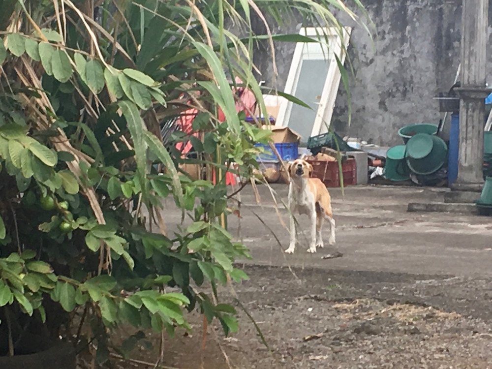 St-André : Les chiens maltraités se sont volatilisés
