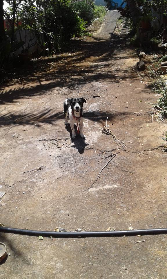 Terre Sainte: Il laisse son chien mort attaché plusieurs jours dans sa cour