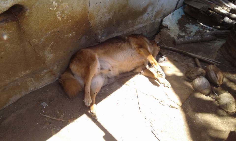 Terre Sainte: Il laisse son chien mort attaché plusieurs jours dans sa cour