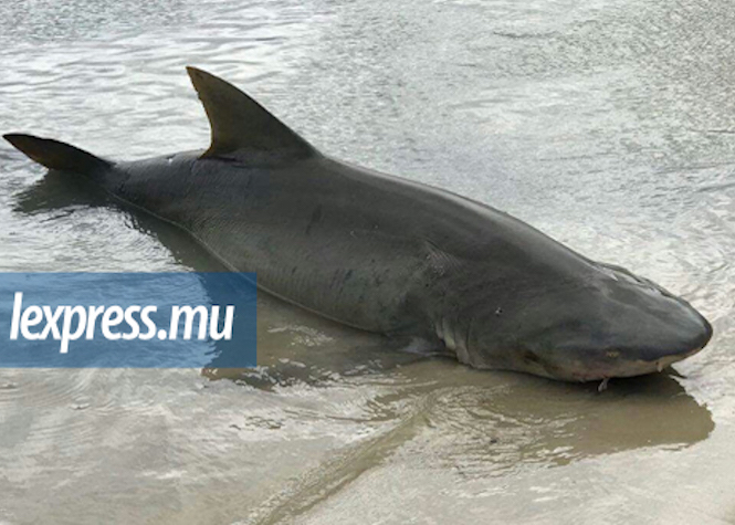 Maurice : Il tombe nez à nez avec deux requins dans le lagon