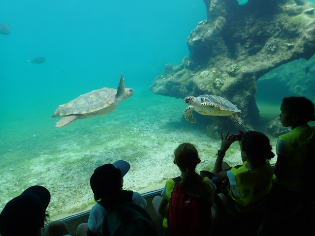 Kélonia : Des collégiens sensibilisent les plus jeunes au lien étroit entre la végétation et les tortues marines