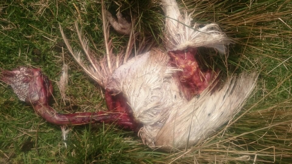 Bois-Court : Des chiens s'attaquent à des volailles destinées aux fêtes de fin d'année